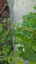 Plant with green leafs got white mite with one single ant. Royalty Free Stock Photo