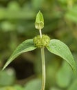 Plant with a green leaves