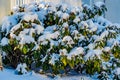 Plant with green leaves in garden covered with thick layer of snow after heavy snowfall Royalty Free Stock Photo