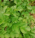 Plant with green leaves in garden flowerbed. Potato leaves