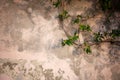 Plant with green leaves on gray concrete wall, abstract natural decor background texture for design Royalty Free Stock Photo