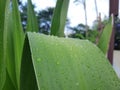 plant with green leaves that leave water droplets