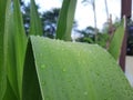 plant with green leaves that leave water droplets Royalty Free Stock Photo