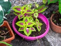 Plant with Green Leaves Mixed with Fuccia Inside in a Pot Royalty Free Stock Photo