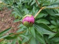 Plant with green leaves and pink flower bud blooming and black ant