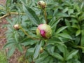 Plant with green leaves and pink flower bud blooming