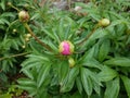 Plant with green leaves and pink flower bud blooming