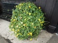 Plant with green leaves and yellow flowers near black bench and wall