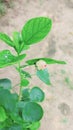 Plant green nature flower bud flowerbud