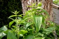 Phlomis russeliana young plant in the spring begins to form flower buds deafblind