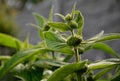 Phlomis russeliana young plant in the spring begins to form flower buds deafblind