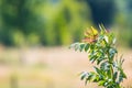 Plant with green, red, orange and yellow leafs. Blurred background.