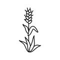 plant green wheat line icon vector illustration