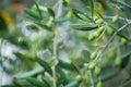 Plant with green and yellow leaves