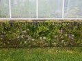 Plant greenhouse with brick wall with moss and ferns