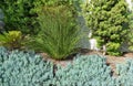 Plant, groundcover species Senecio mandraliscae or Blue Chalk Sticks.