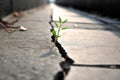 Plant grow alone crack pavement. Generate Ai Royalty Free Stock Photo