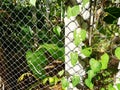 Plant grow on the concrete pole and rope wire. Royalty Free Stock Photo