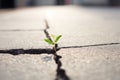 Plant grow crack pavement life. Generate Ai Royalty Free Stock Photo
