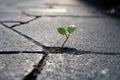 Plant grow crack pavement. Generate Ai Royalty Free Stock Photo