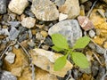 Plant grow on rocks Royalty Free Stock Photo