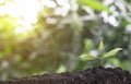 Plant grow sequence and agriculture with morning sunlight and bokeh green blur background. Germinating seedling grow step sprout g Royalty Free Stock Photo