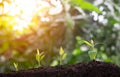 Plant grow sequence and agriculture with morning sunlight and bokeh green blur background. Germinating seedling grow step sprout g Royalty Free Stock Photo