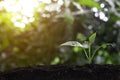 Plant grow sequence and agriculture with morning sunlight and bokeh green blur background. Germinating seedling grow step sprout g Royalty Free Stock Photo