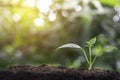 Plant grow sequence and agriculture with morning sunlight and bokeh green blur background. Royalty Free Stock Photo