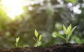 Plant grow sequence and agriculture with morning sunlight and bokeh green blur background. Royalty Free Stock Photo