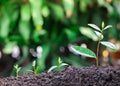 plant grow sequence with morning sunlight and dark green blur background. Royalty Free Stock Photo