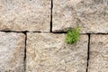 Plant grow up on rock brick wall Royalty Free Stock Photo