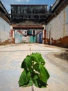 Plant Growing in Abandoned Building