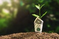 plant growing with bank note on soil and sunset. concept finane