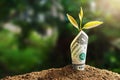 plant growing with bank note on soil and sunset. concept finane