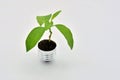 Plant growing in a bulb Royalty Free Stock Photo