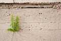 Plant Growing from Cement Wall Royalty Free Stock Photo