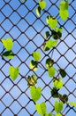 Plant growing on chainlink fence