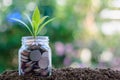 Plant growing from coins in the glass jar against blurred natural green background Royalty Free Stock Photo