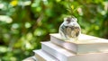 Plant growing in Coins glass jar for education together and success. Saving money planning future education.