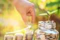 Plant growing in Coins glass jar with Hand of male or female put Royalty Free Stock Photo