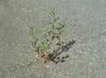 Plant growing in concrete