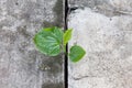 Plant growing from concrete Royalty Free Stock Photo