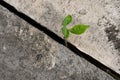 Plant growing from concrete Royalty Free Stock Photo