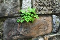 a plant growing in a crack in a brick wall