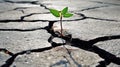 plant growing through a crack in the pavement