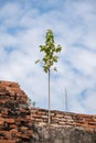 Plant growing on Brick Wall Royalty Free Stock Photo
