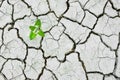 Plant growing Cracked dry soil, cracked earth, texture of grungy dry cracking parched earth Royalty Free Stock Photo