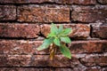Plant growing from cracked wall bricks Royalty Free Stock Photo