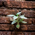Plant growing from cracked wall bricks Royalty Free Stock Photo